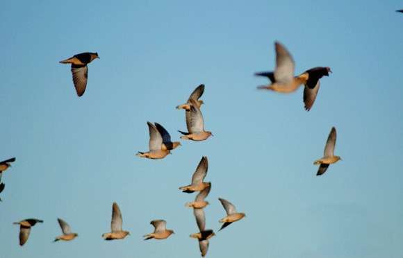 Pigeon Shooting in Paraguay 