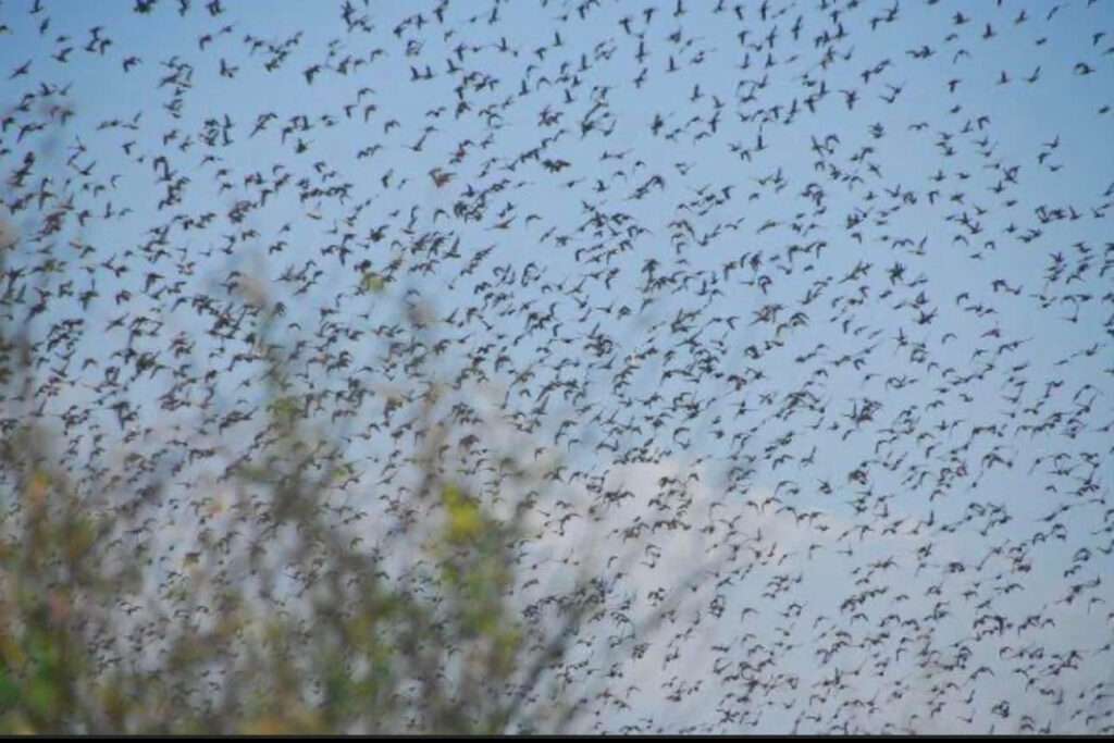 Teal In Nicaragua 