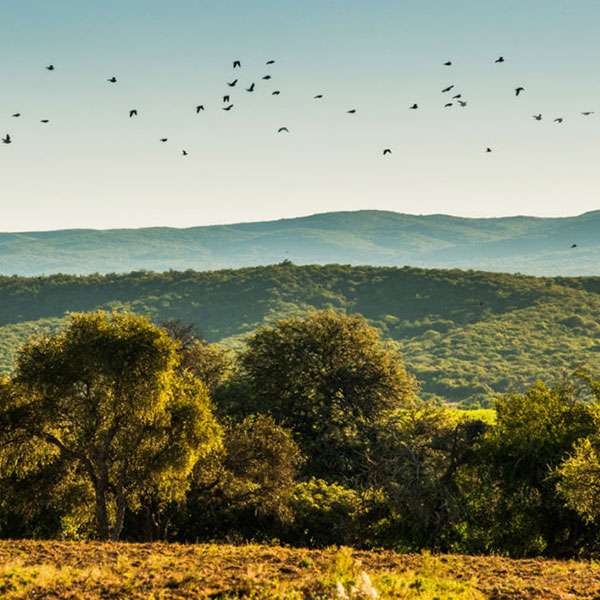 Dove Hunting in Argentina 