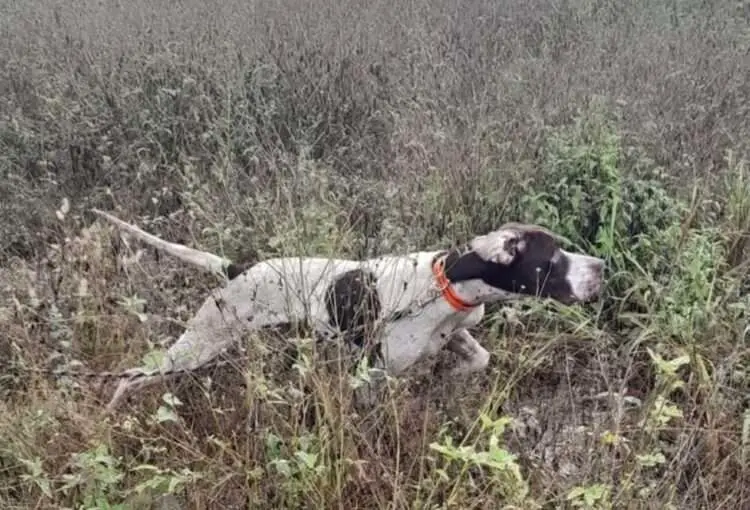 cast and blast Mexico quail hunting and tarpon fishing