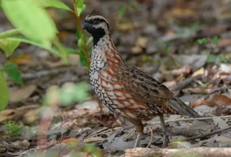 quail hunting in Mexico