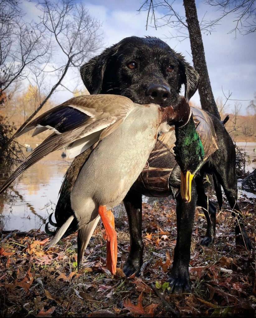 mallard duck and black lab 