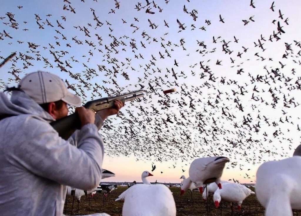 Goose hunting in Missouri 