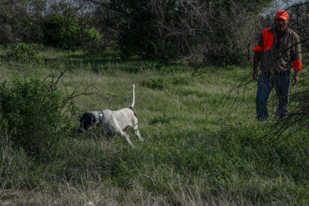 pointing dogs 