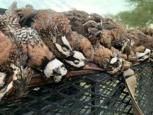 bobwhite quail 