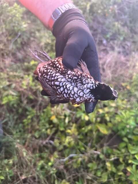 blackthroated quail 