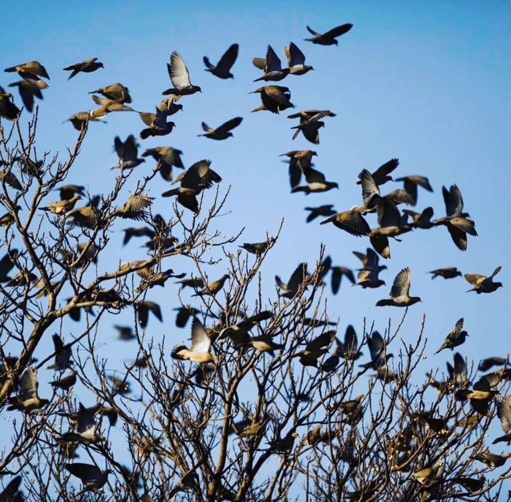 Doves in Cordoba 