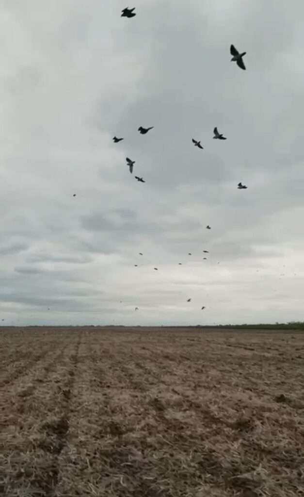 Pigeon Shooting 