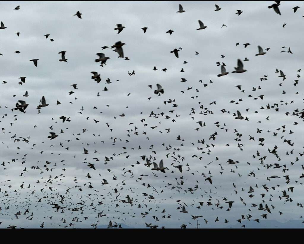 Paraguay Pigeon Shooting