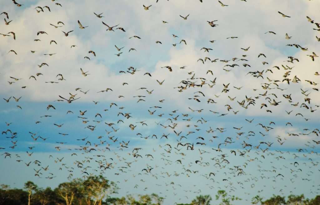 Pigeon Shooting in Bolivia 