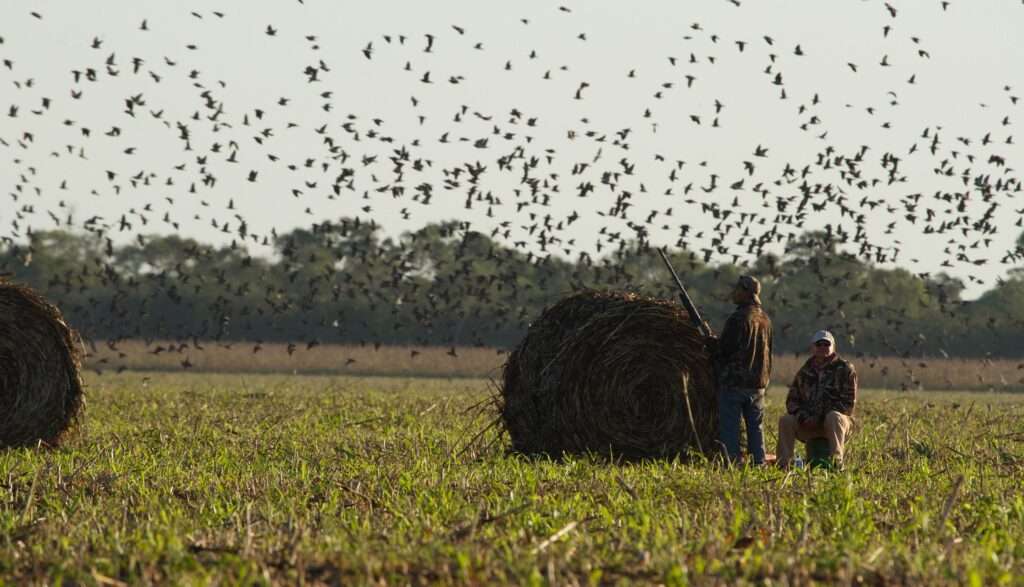 Dove Shooting in Bolivia 