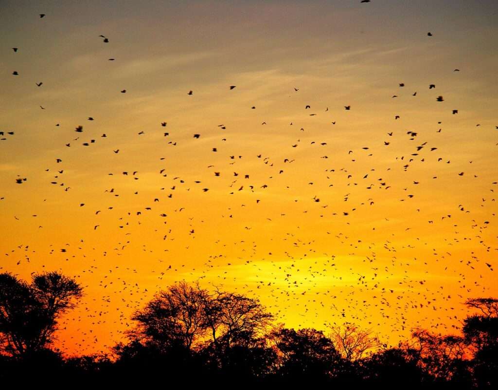 Dove hunting in Bolivia