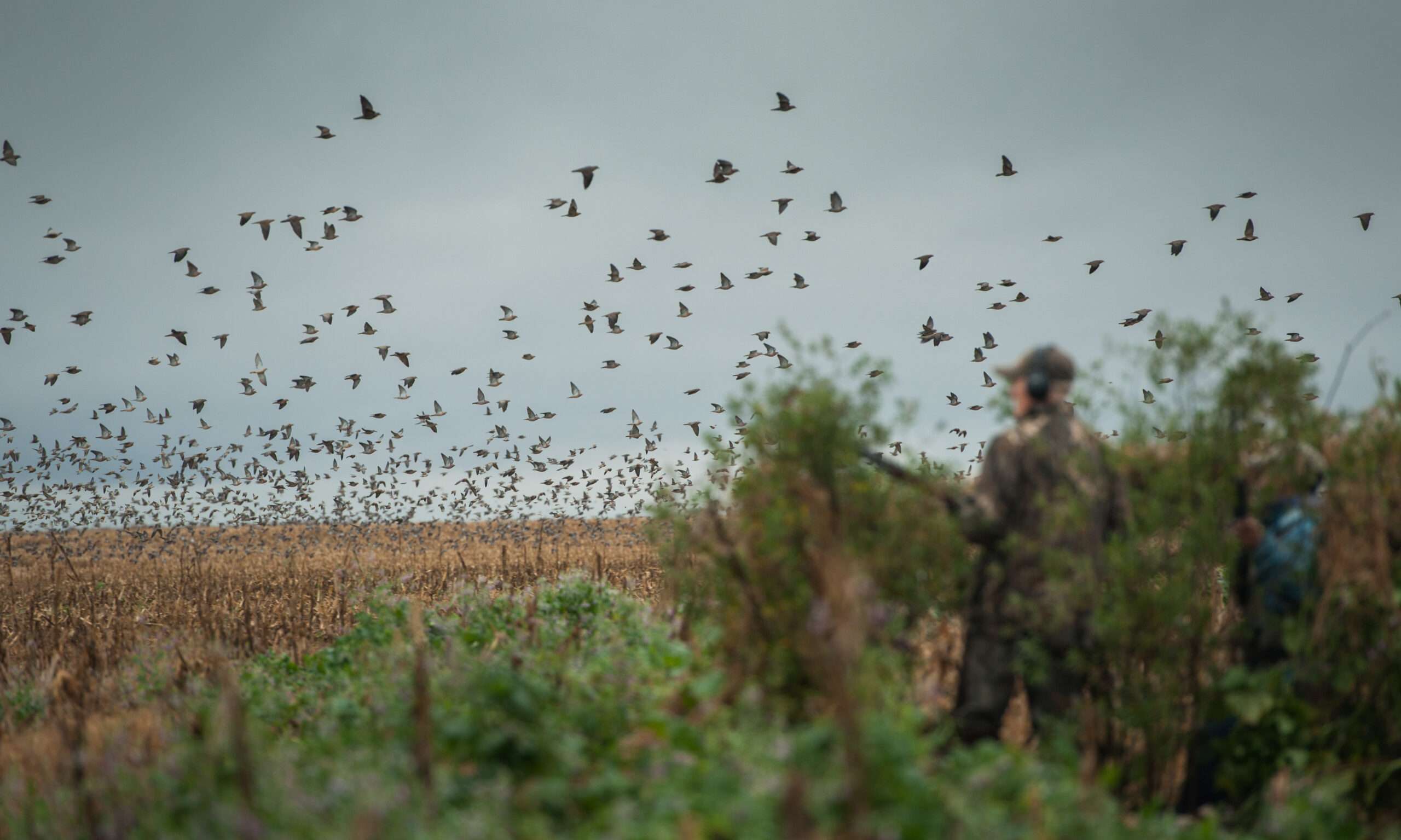 Dove Hunting in Argentina