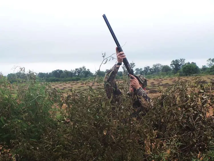 hunting pigeons in Paraguay