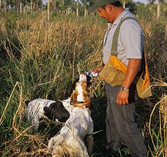 Mexico quail hunting trip wild coveys Yucatan