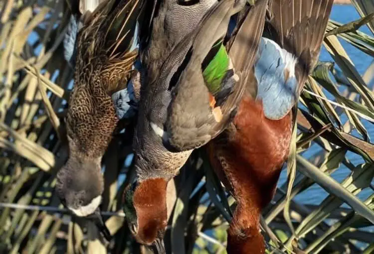 teal hunting 