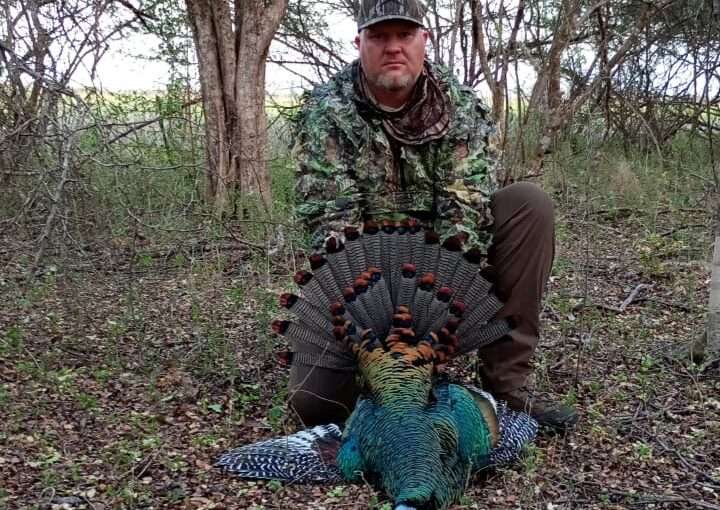 ocellated turkey hunting
