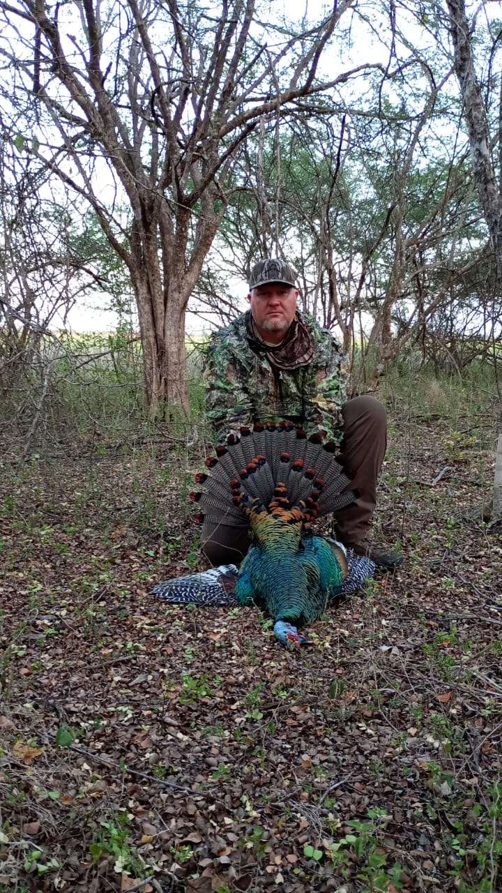 Mexico ocellated turkey hunting world class destination