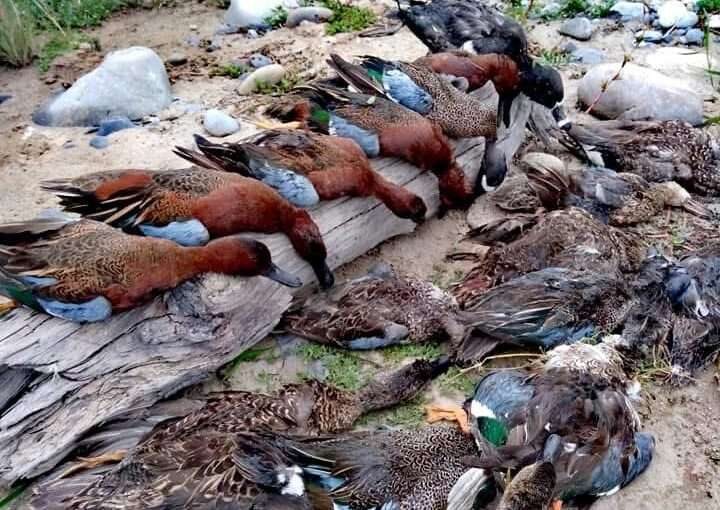Duck Hunting in Mexico