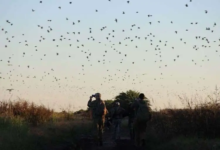 dove hunting in Argentina