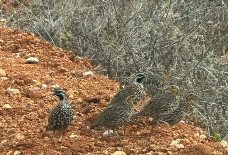 Yucatán quail hunting Mexico wild birds behind pointing dogs