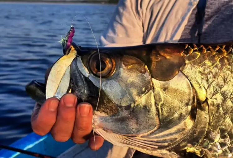 tarpon fishing Yucatán Mexico fly fishing baby tarpon