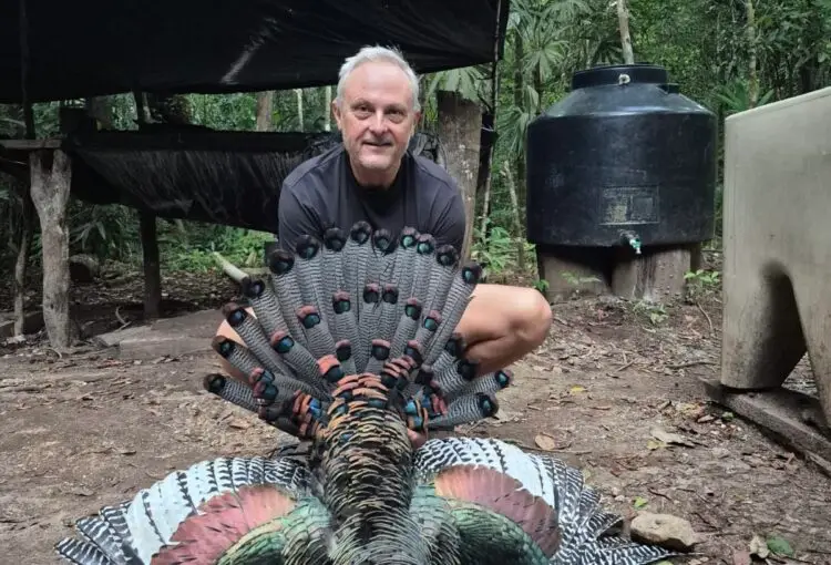 ocellated turkey hunting in Guatemala 