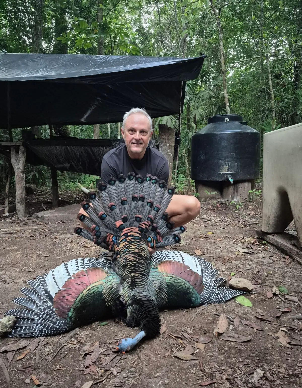 ocellated turkey hunting in Guatemala